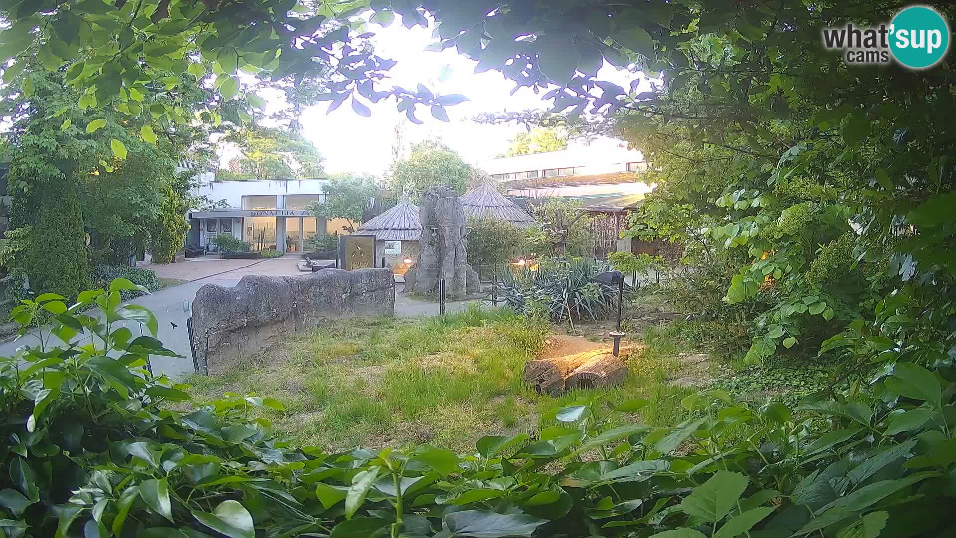 Zoo Zagreb – Suricata