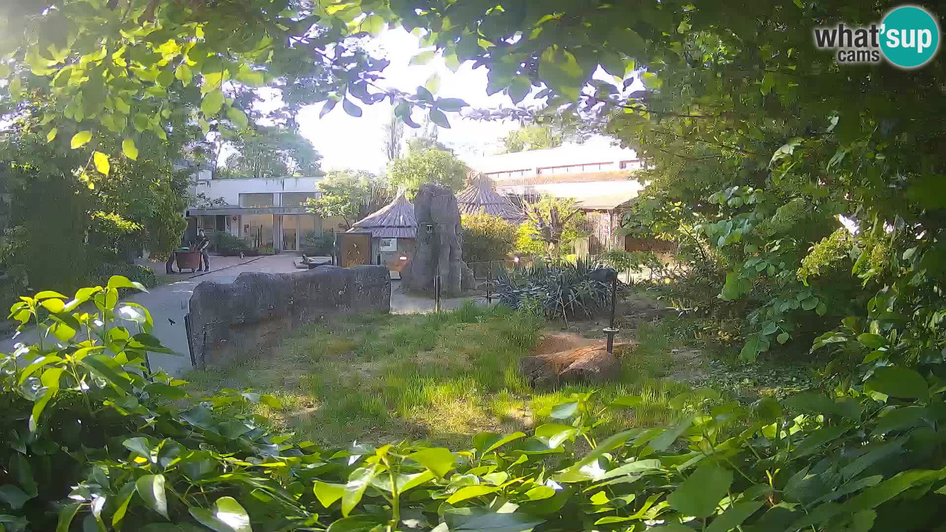 Zoo Zagreb – Suricate