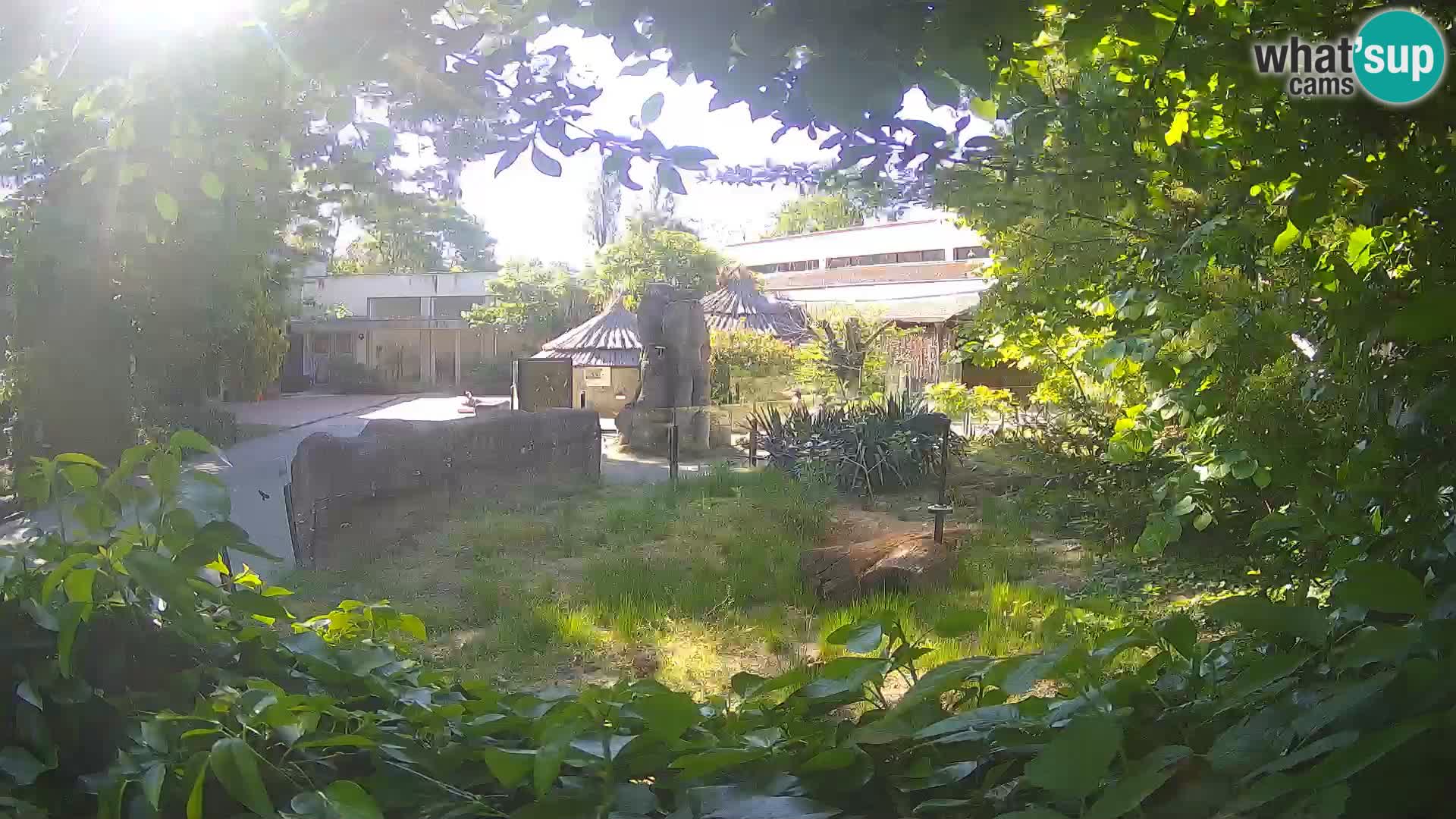 Zoo Zagreb – Suricate