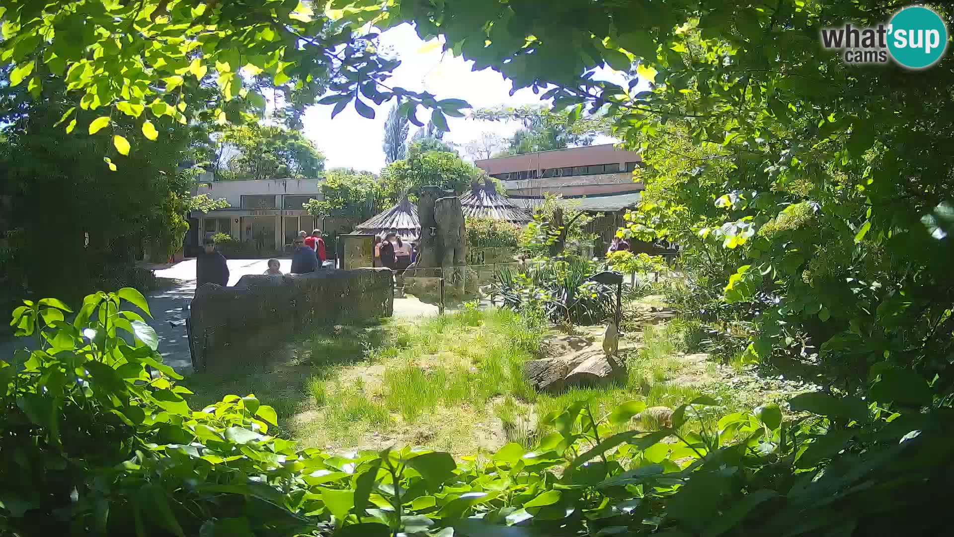 Zoo Zagreb – Merkat