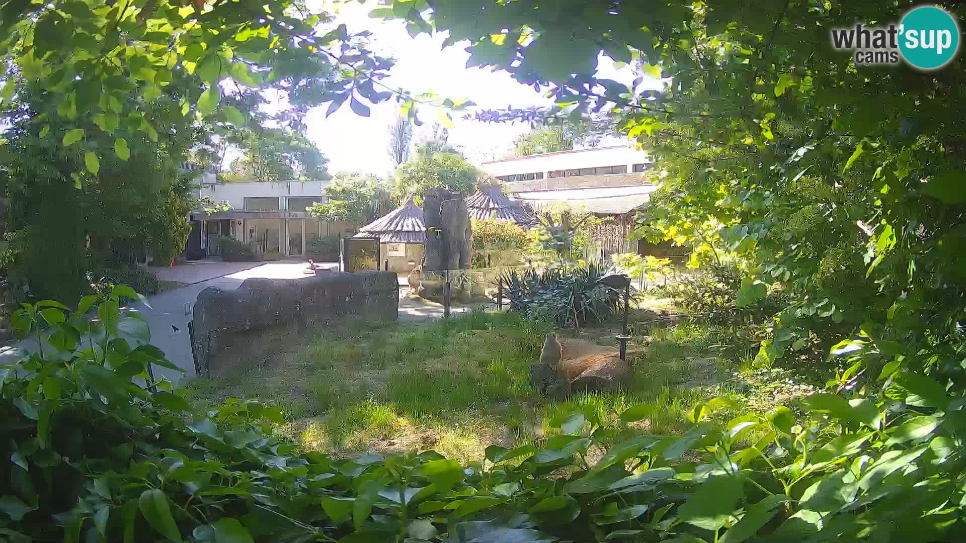 Zoo Zagreb – Merkat