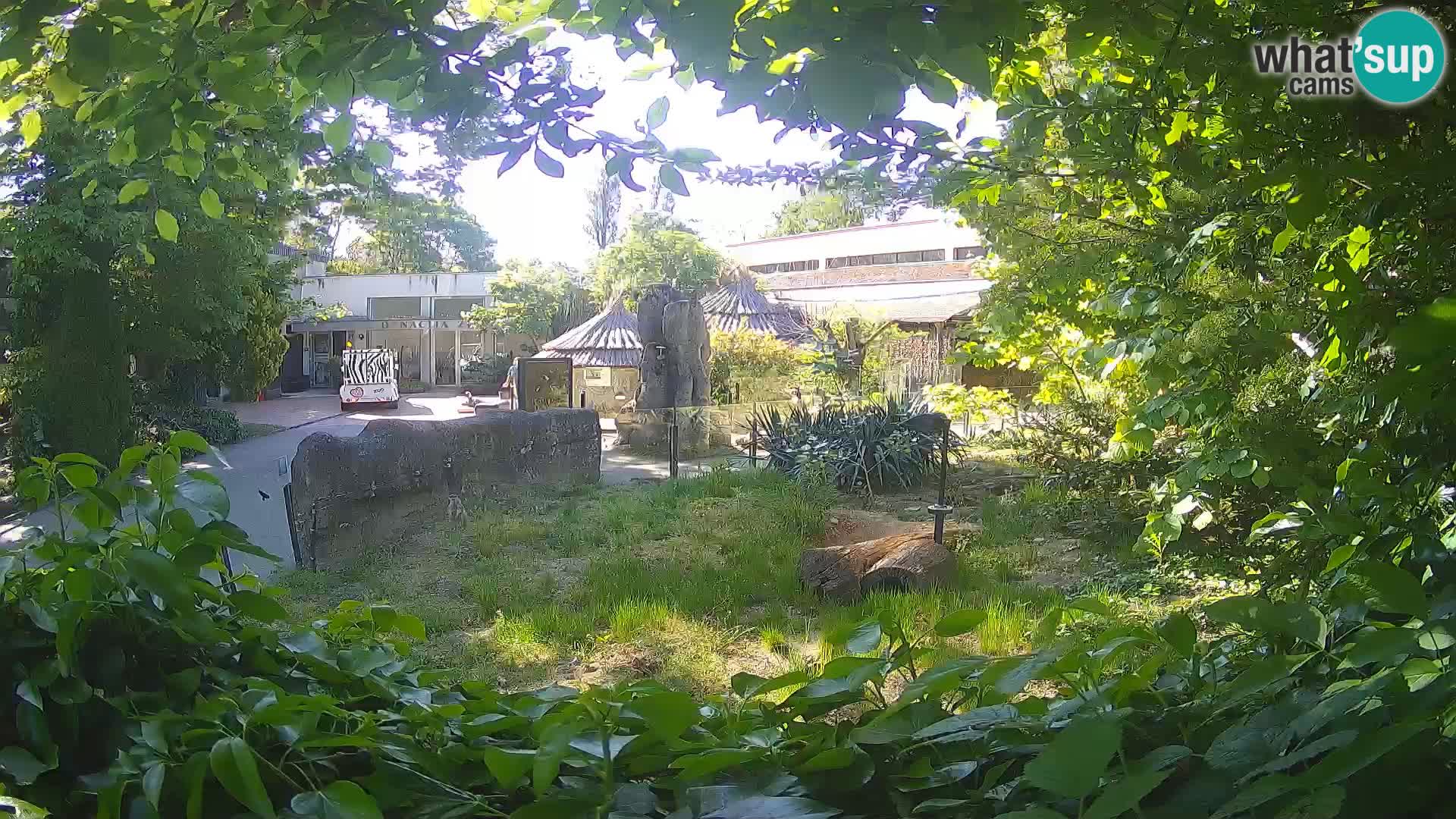 Zoo Zagreb – Surikate
