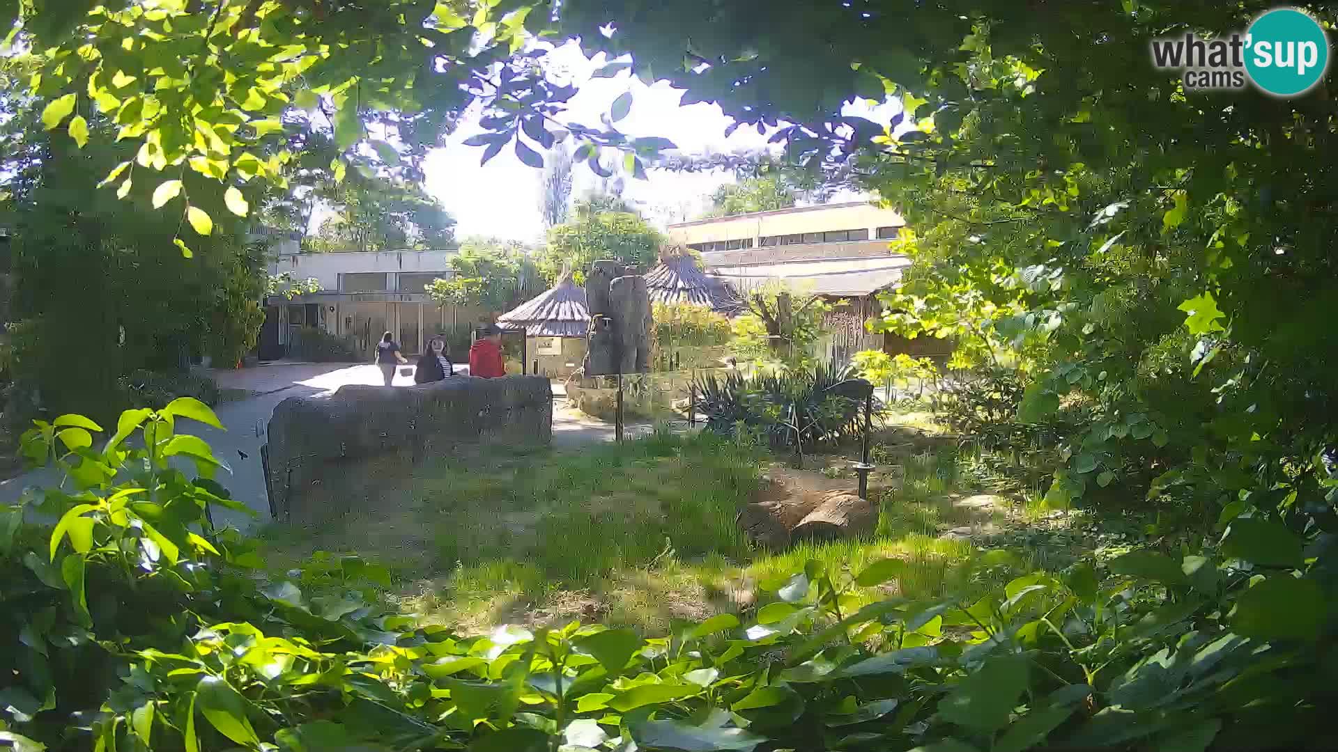 Zoo Zagreb – Suricata