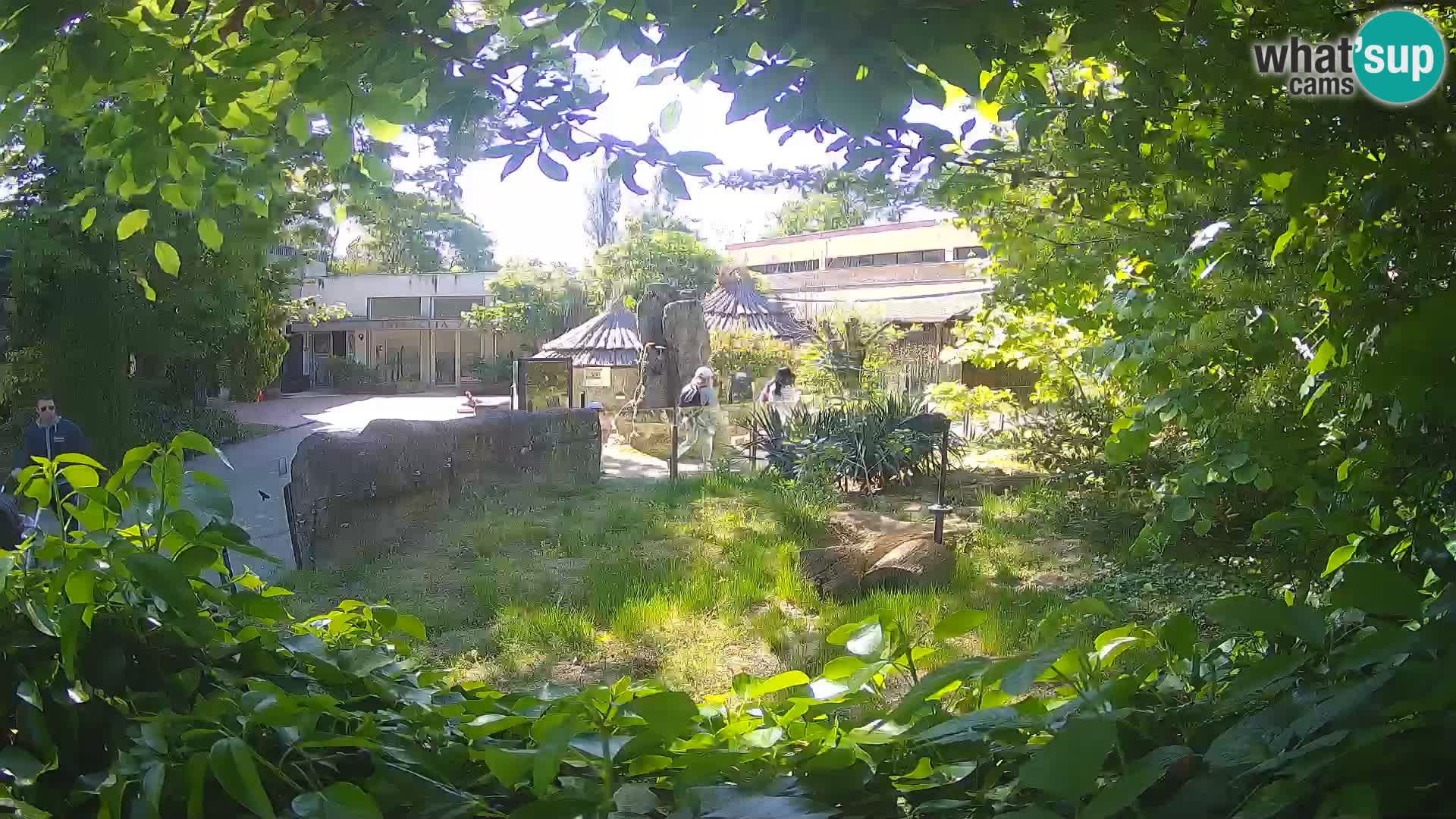Zoo Zagreb – Merkat