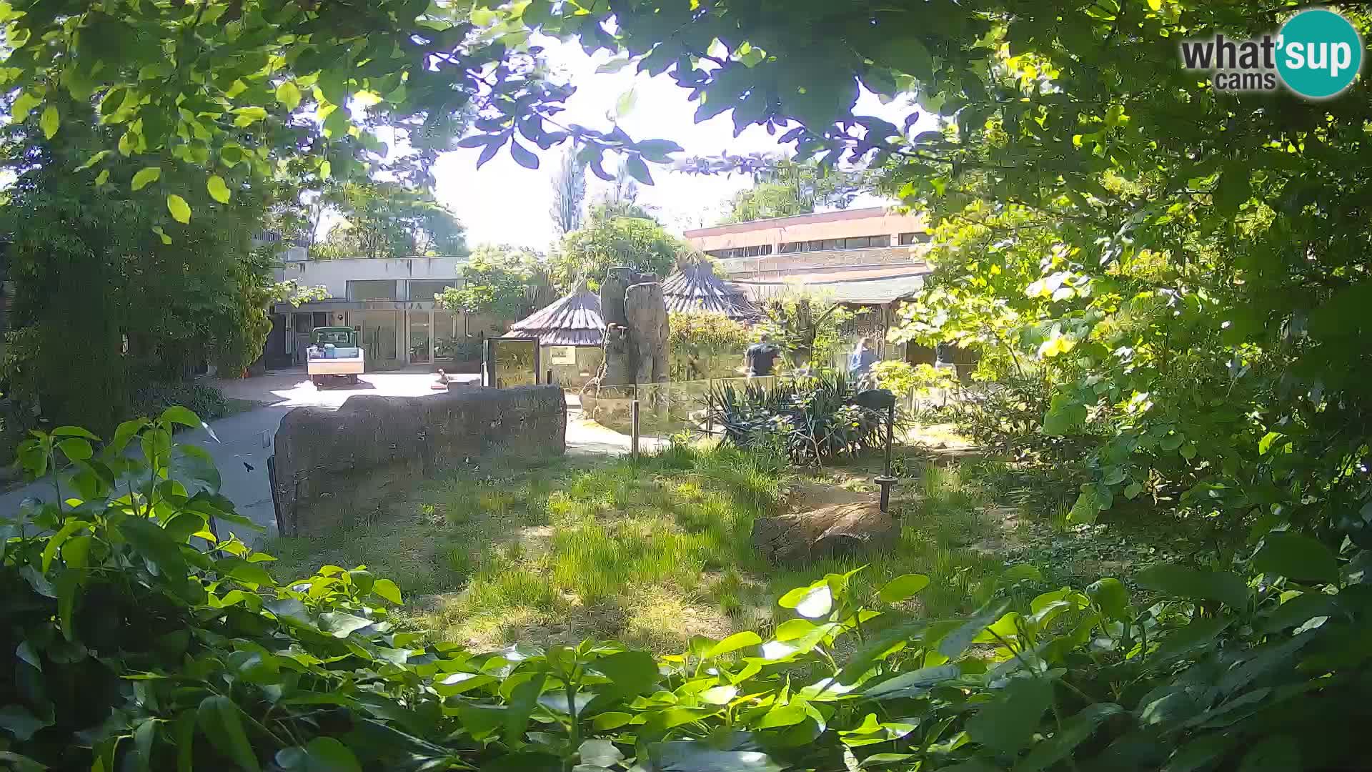 Zoo Zagreb – Suricate