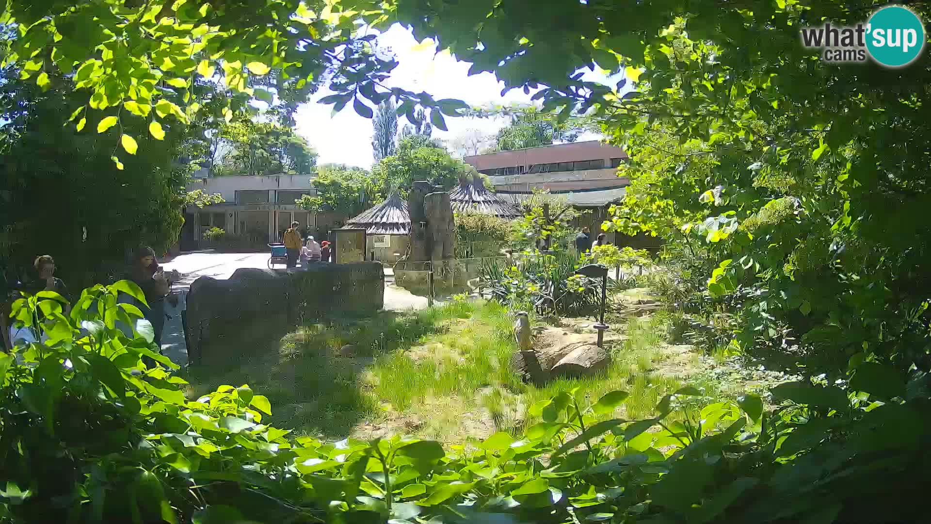 Zoo Zagreb – Merkat