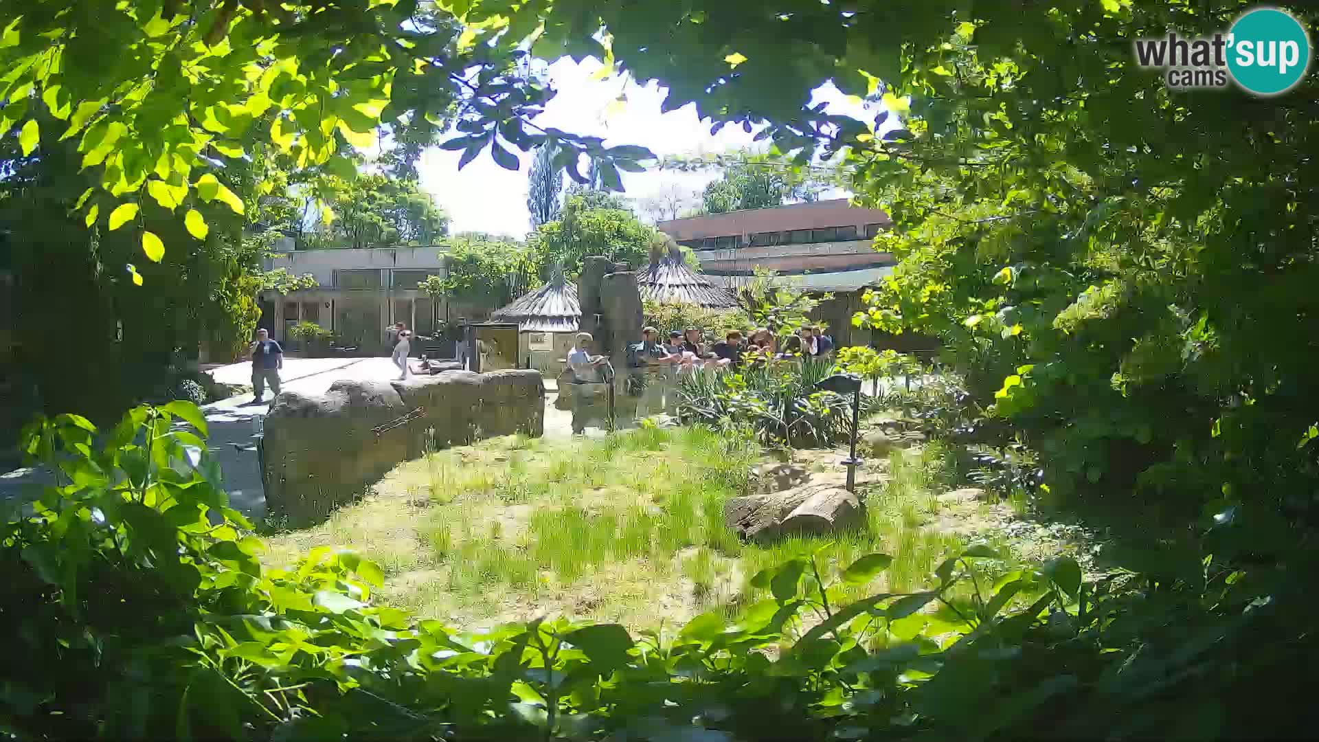 Zoo Zagreb – Merkat