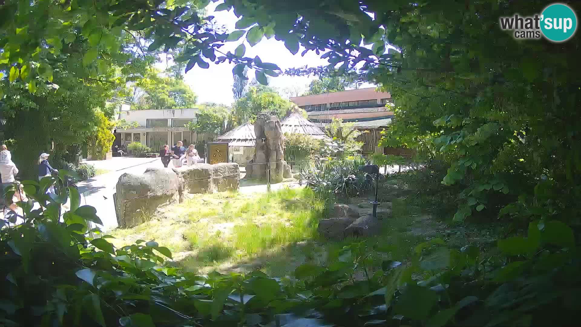 Zoo Zagreb – Suricata