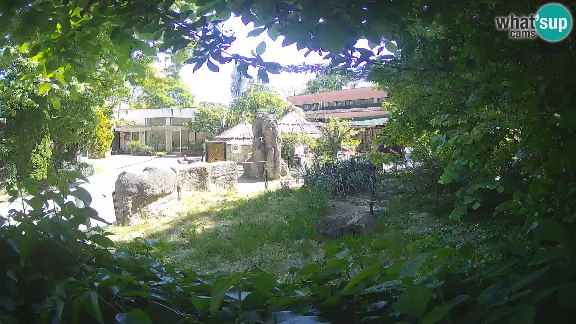 Zoo Zagreb – Surikate