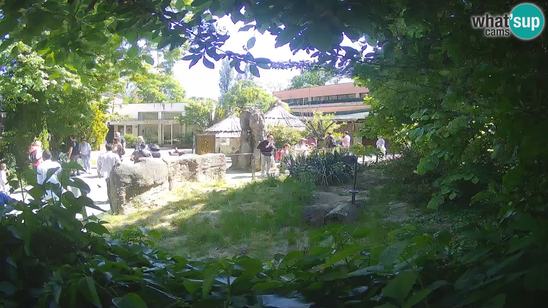 Zoo Zagreb – Merkat