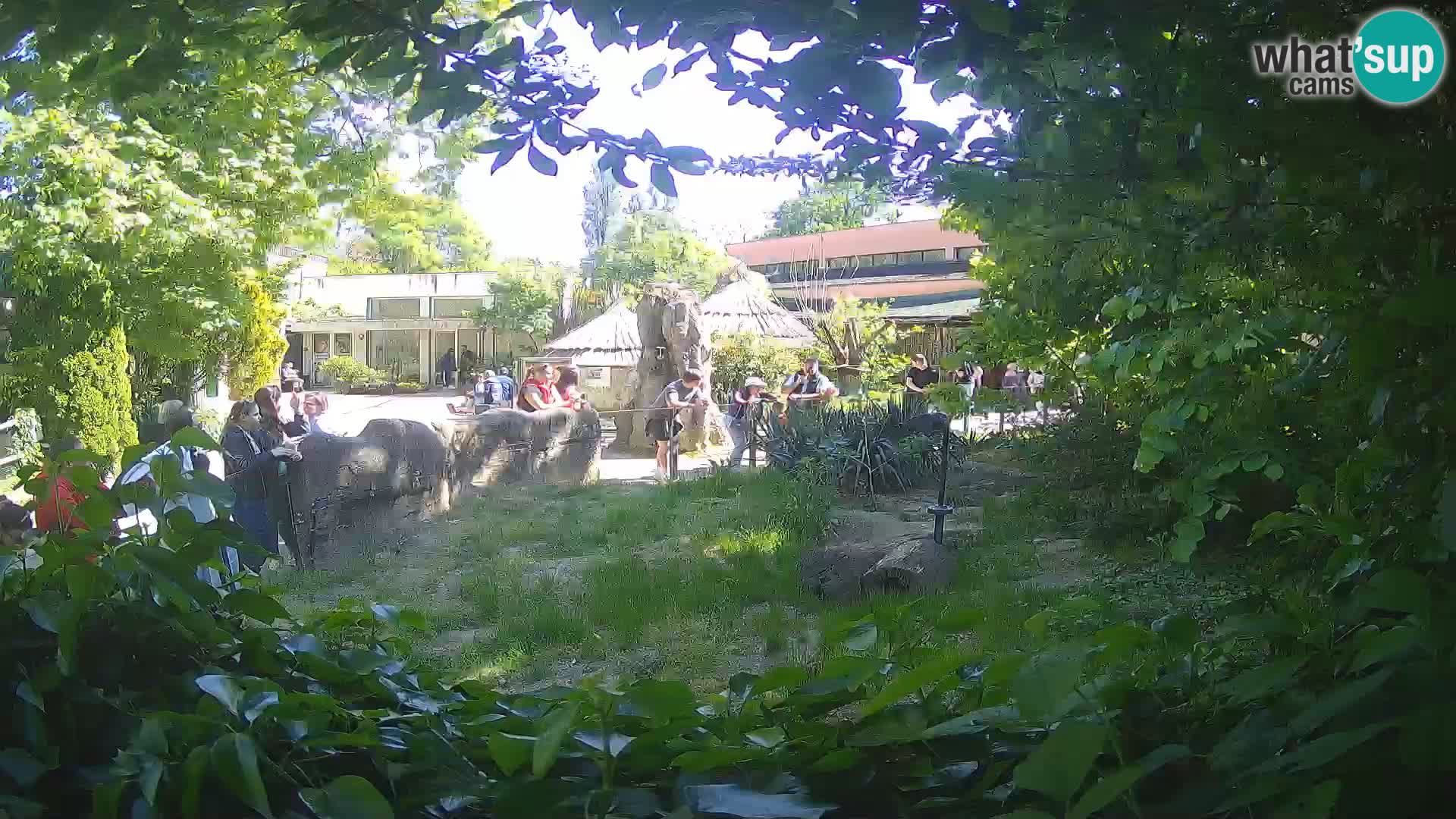 Zoo Zagreb – Merkat