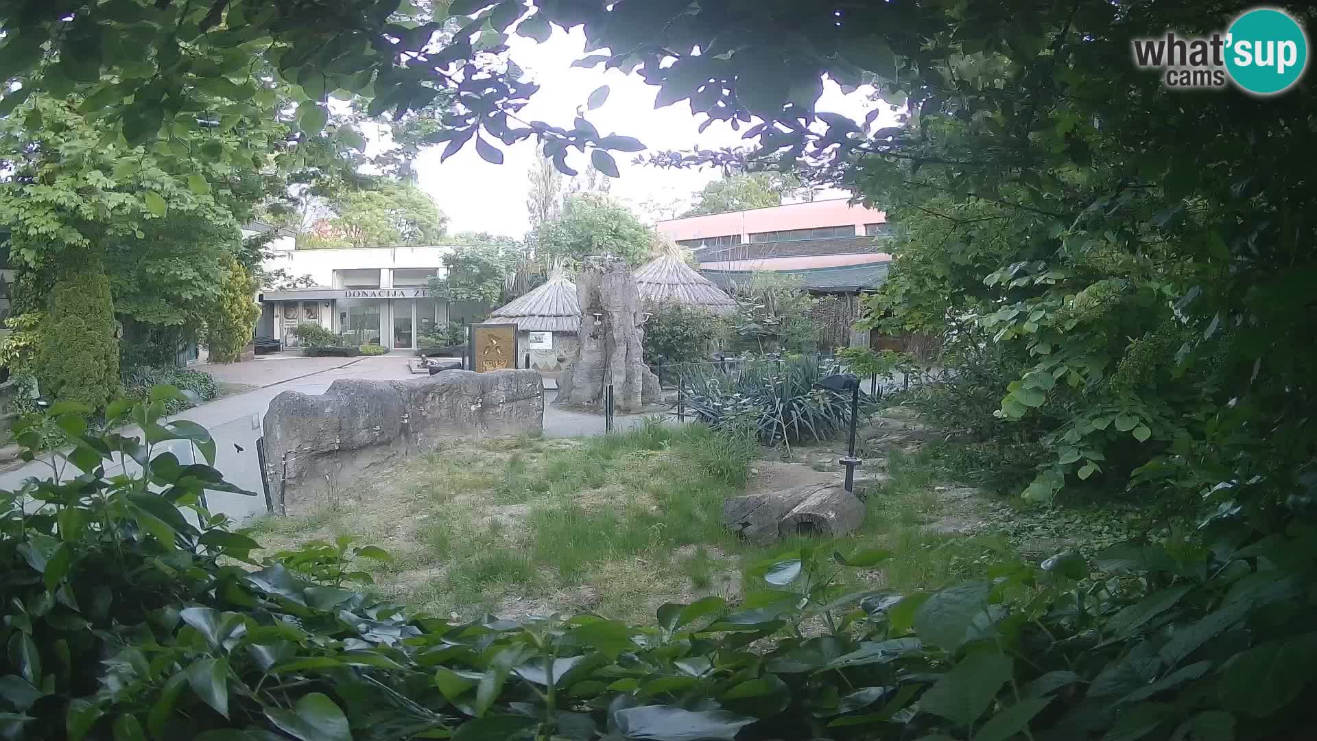 Zoo Zagreb – Surikate