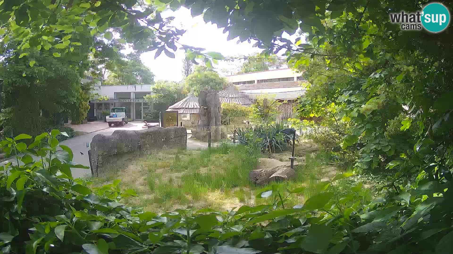 Zoo Zagreb – Suricata