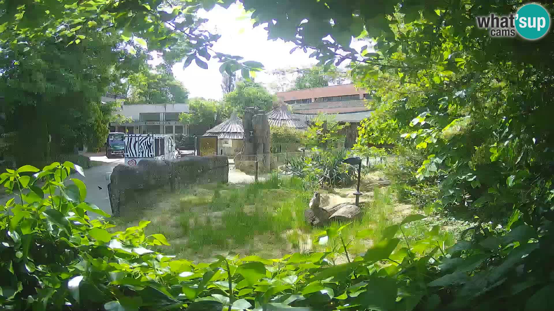 Zoo Zagreb – Surikate