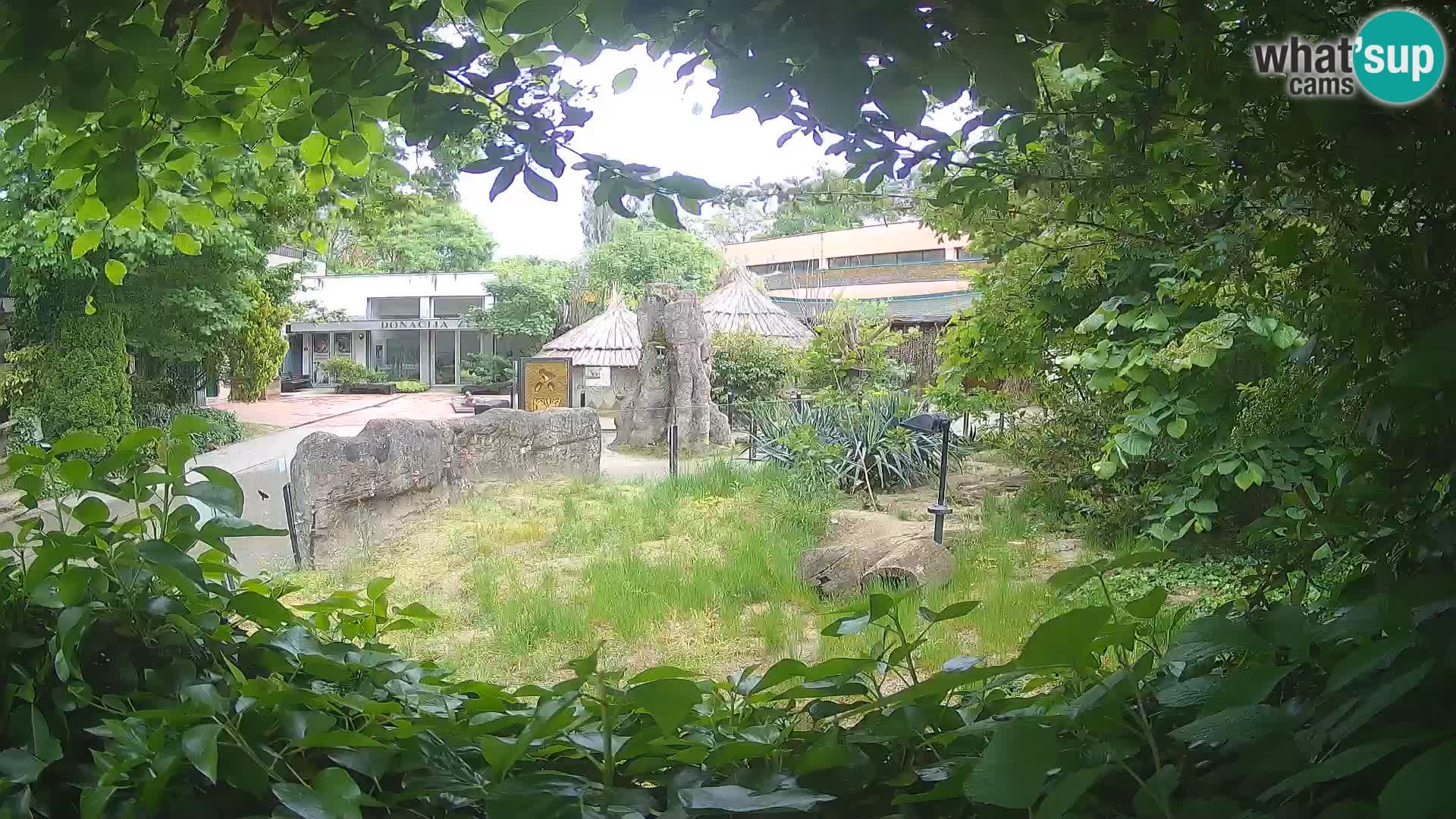 Zoo Zagreb – Suricate