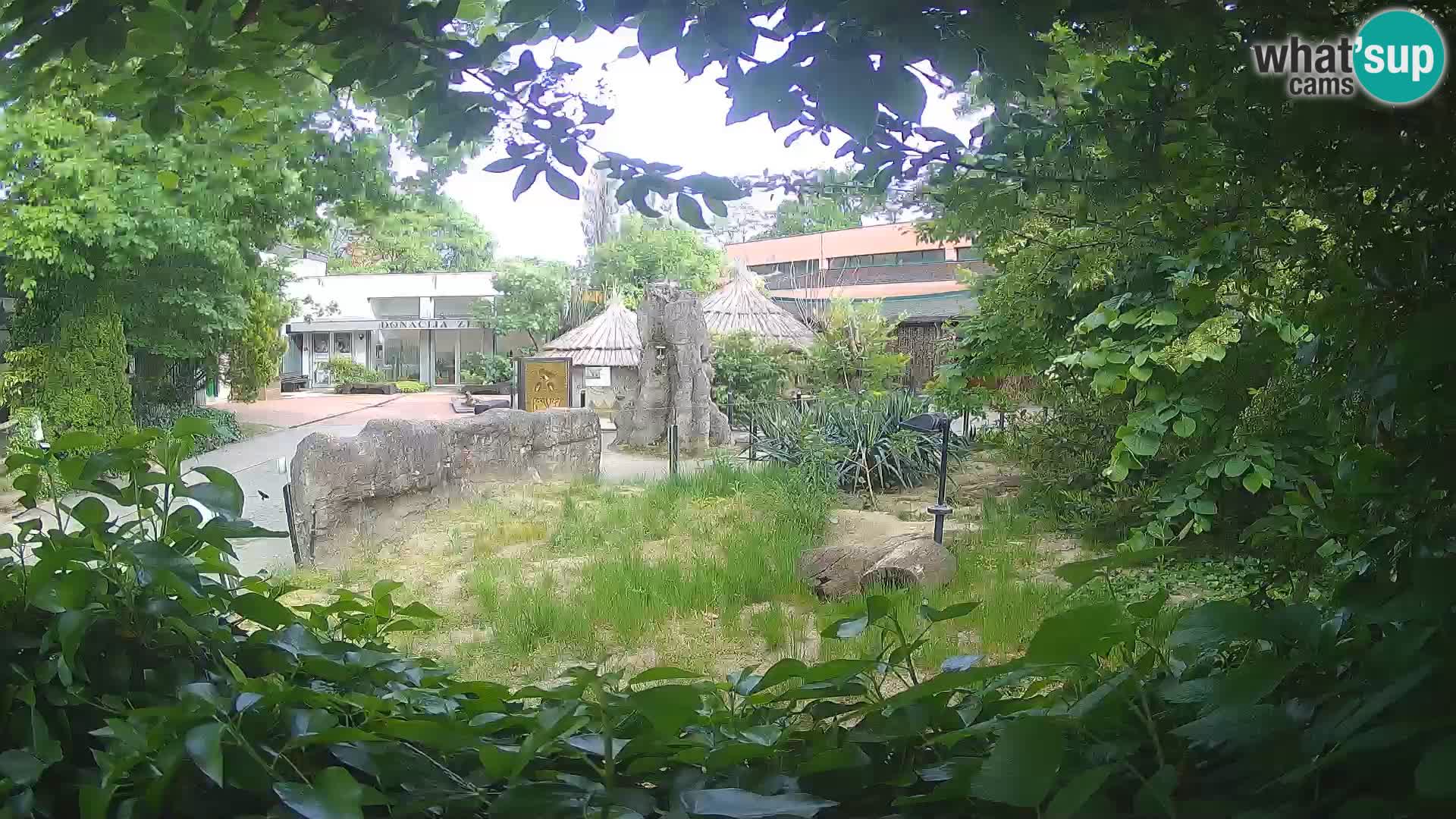 Zoo Zagreb – Suricate