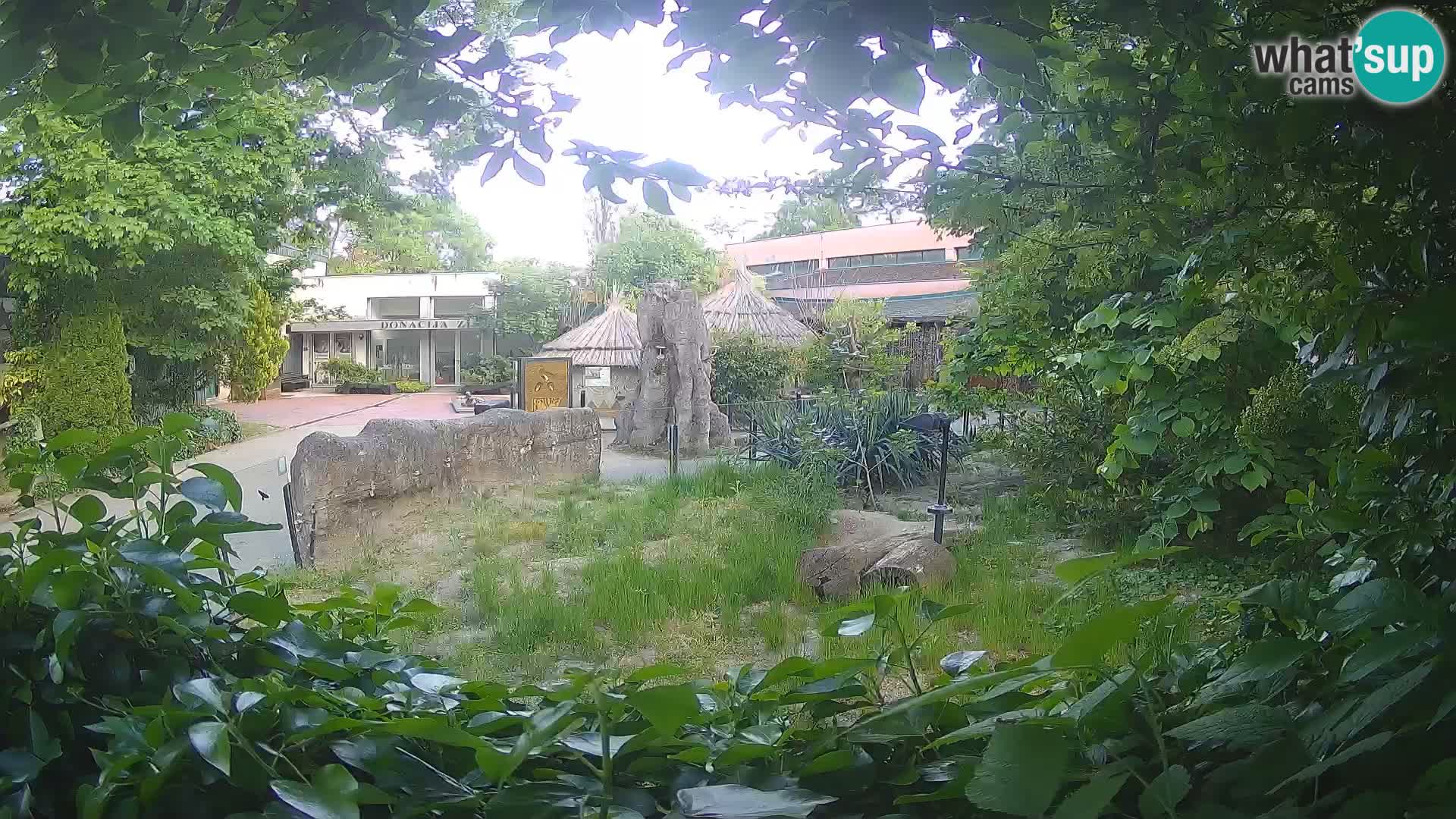 Zoo Zagreb – Suricate