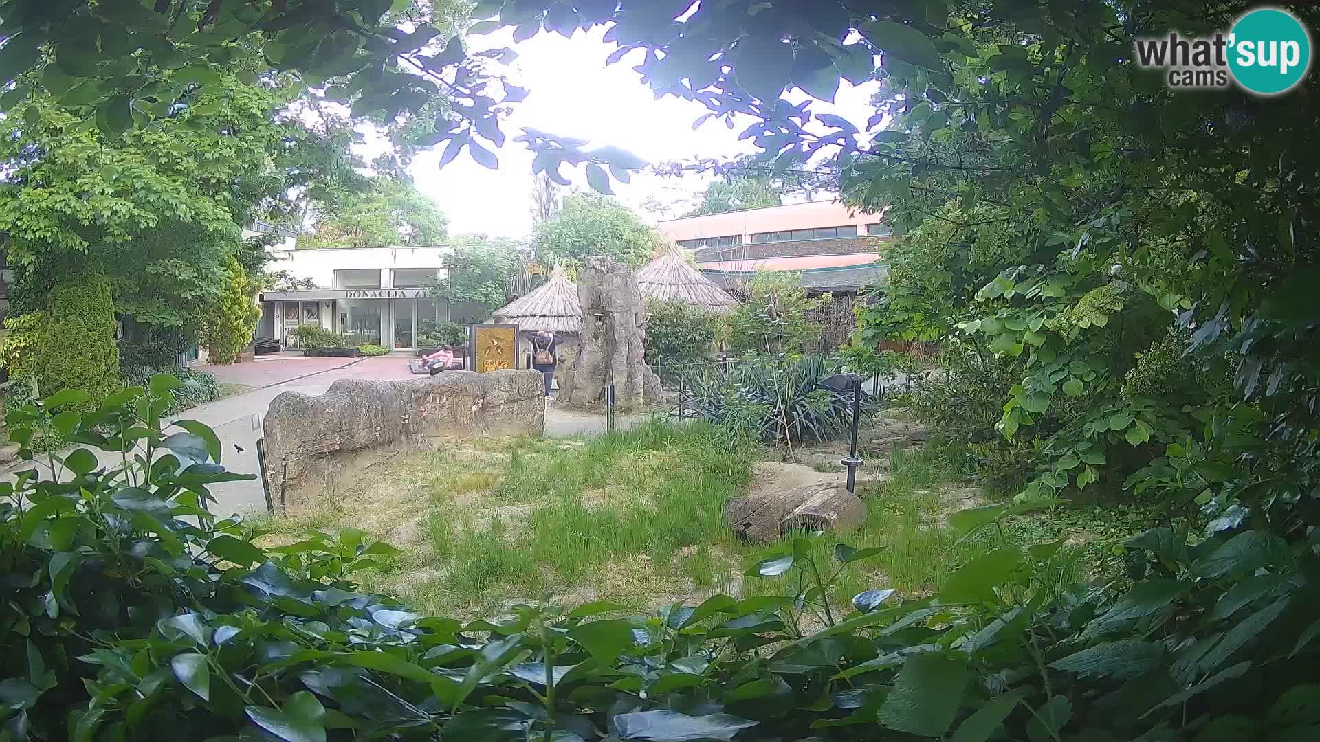 Zoo Zagreb – Suricate