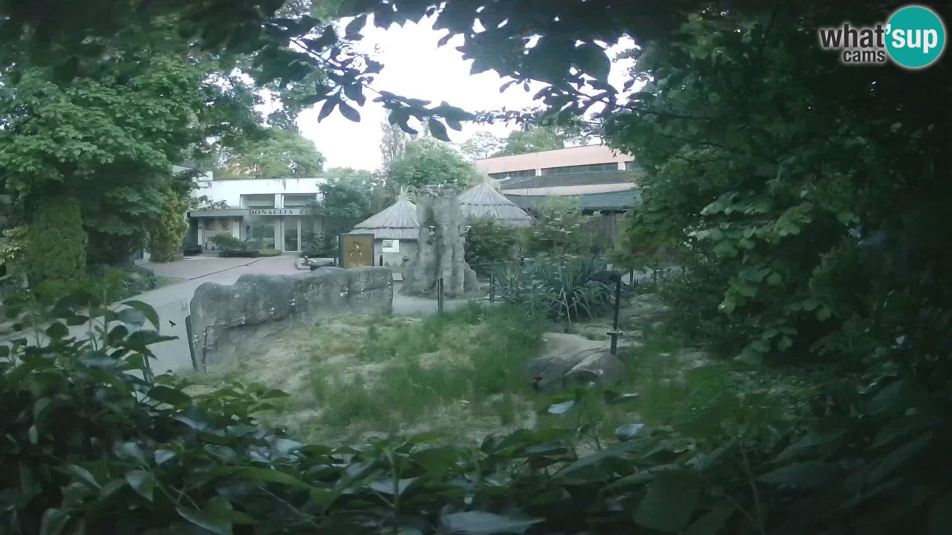 Zoo Zagreb – Suricate