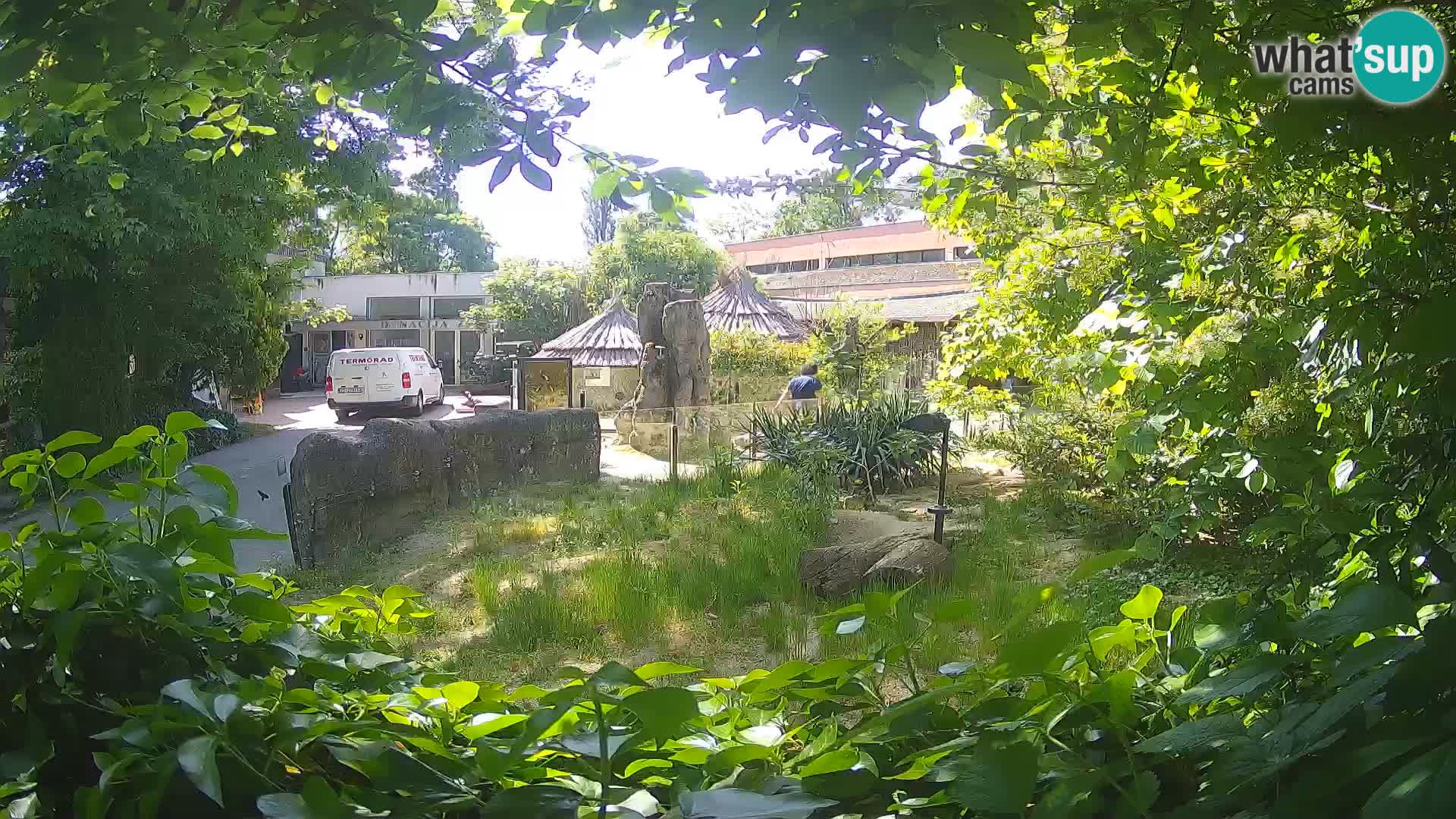 Zoo Zagreb – Merkat