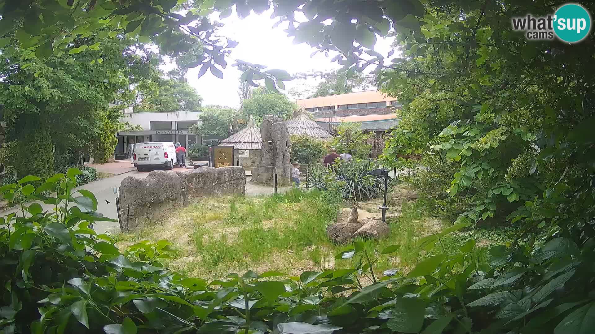 Zoo Zagreb – Merkat