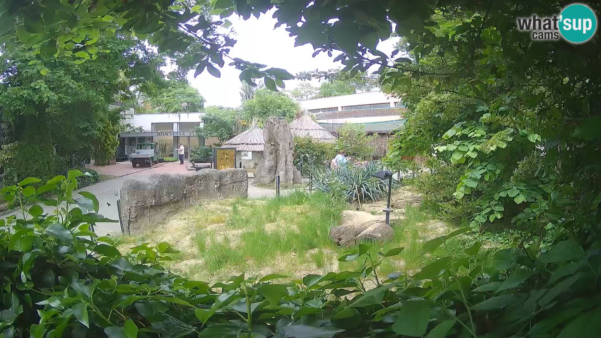 Zoo Zagreb – Surikate