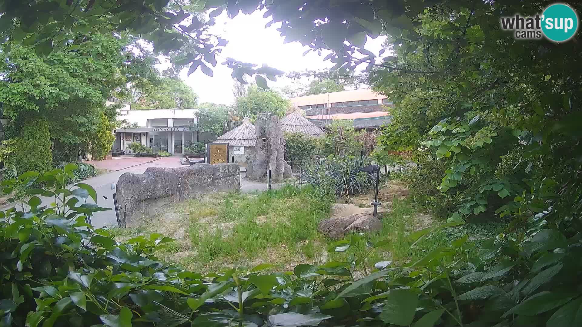 Zoo Zagreb – Surikate