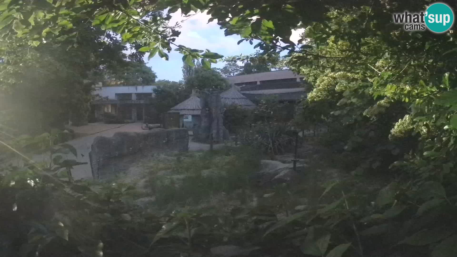 Zoo Zagreb – Suricate