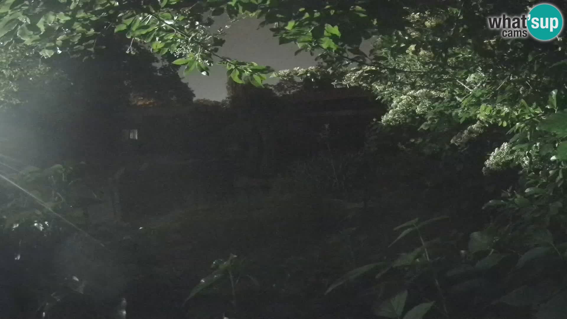 Zoo Zagreb – Erdmännchen