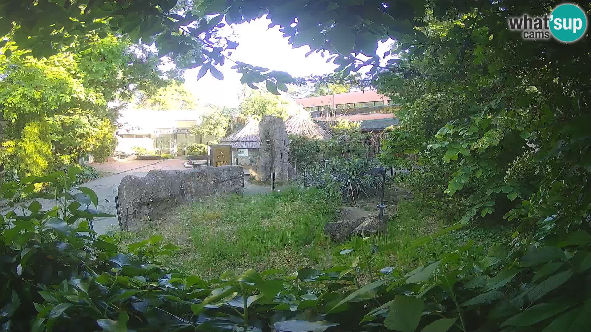 Zoo Zagreb – Suricate