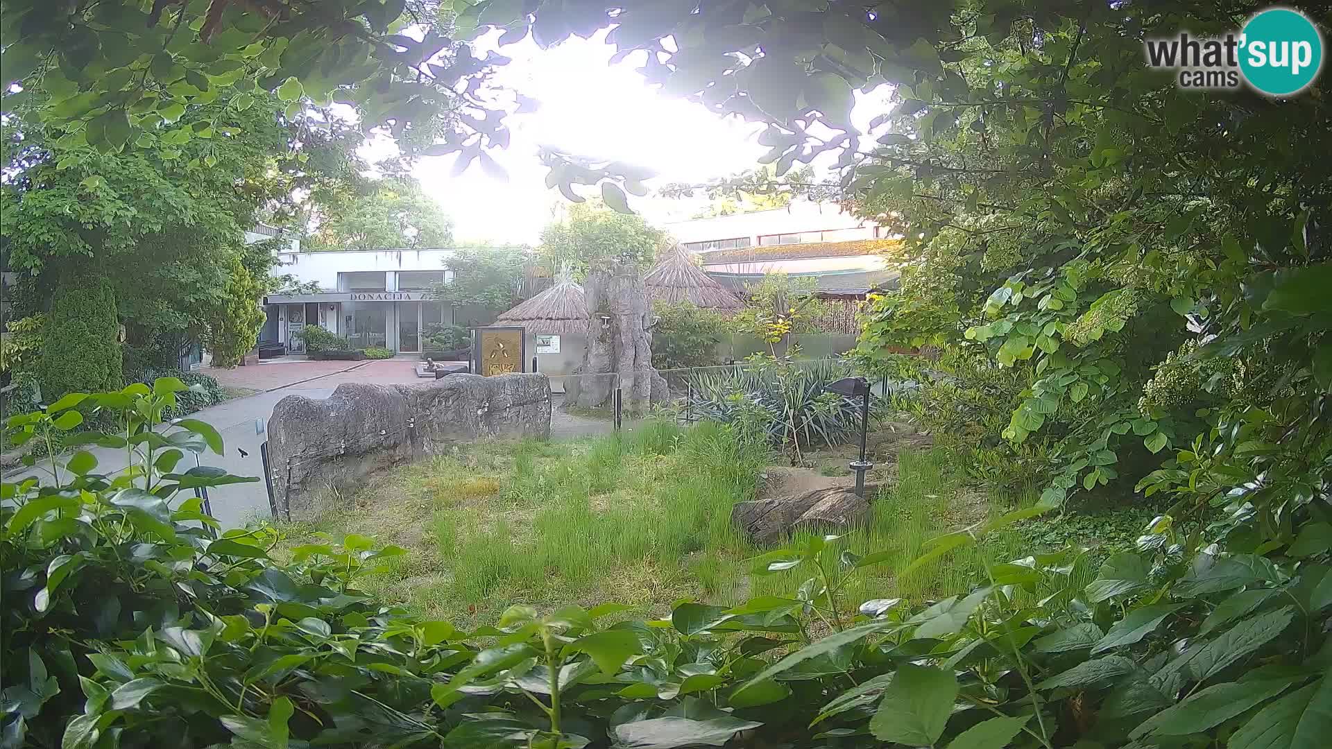Zoo Zagreb – Merkat