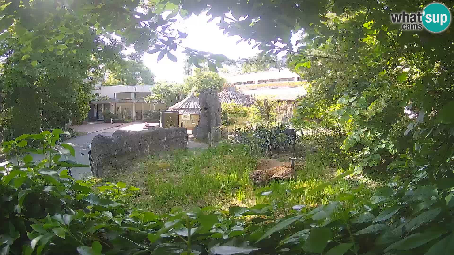 Zoo Zagreb – Suricate