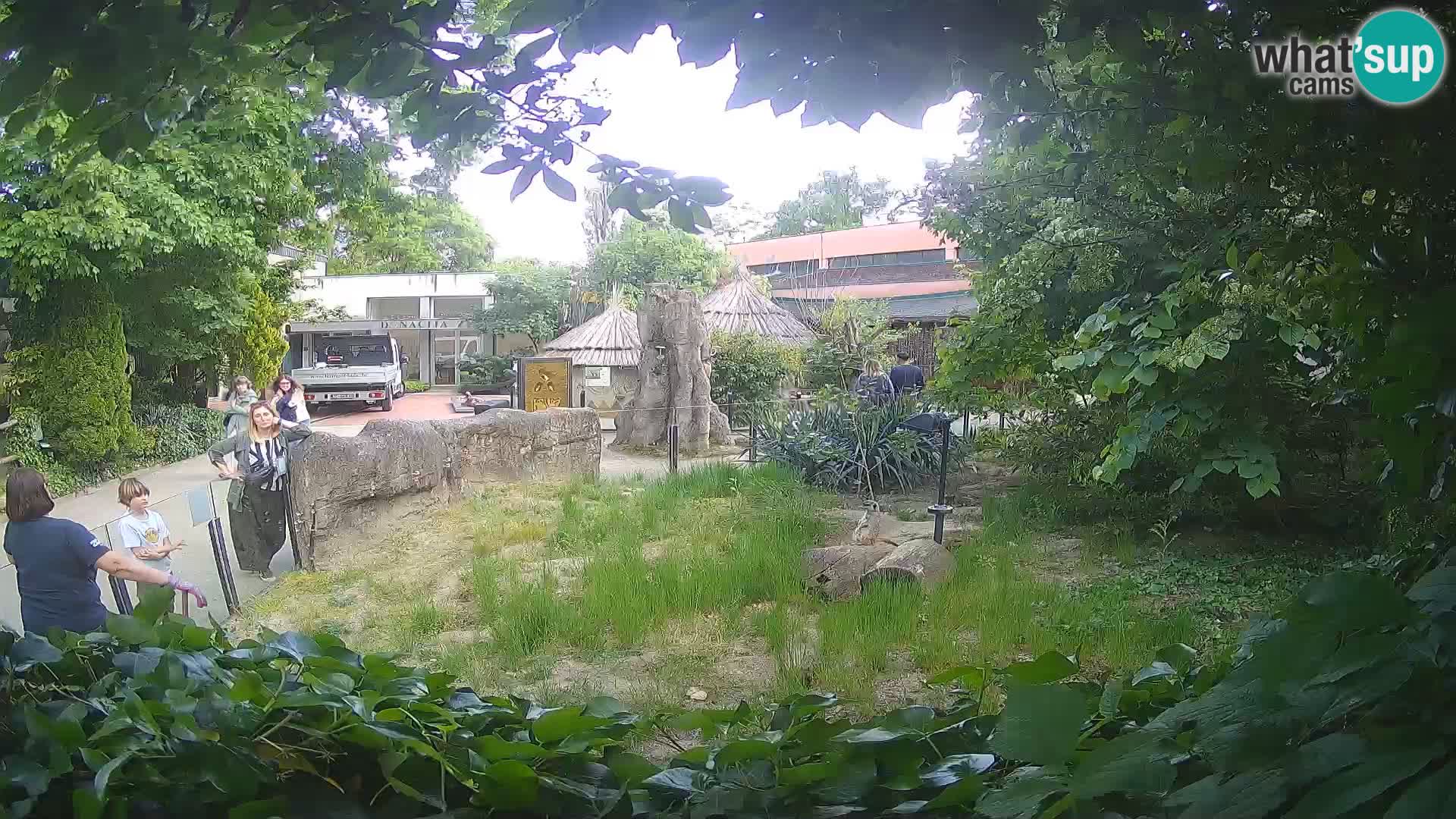 Zoo Zagreb – Suricata