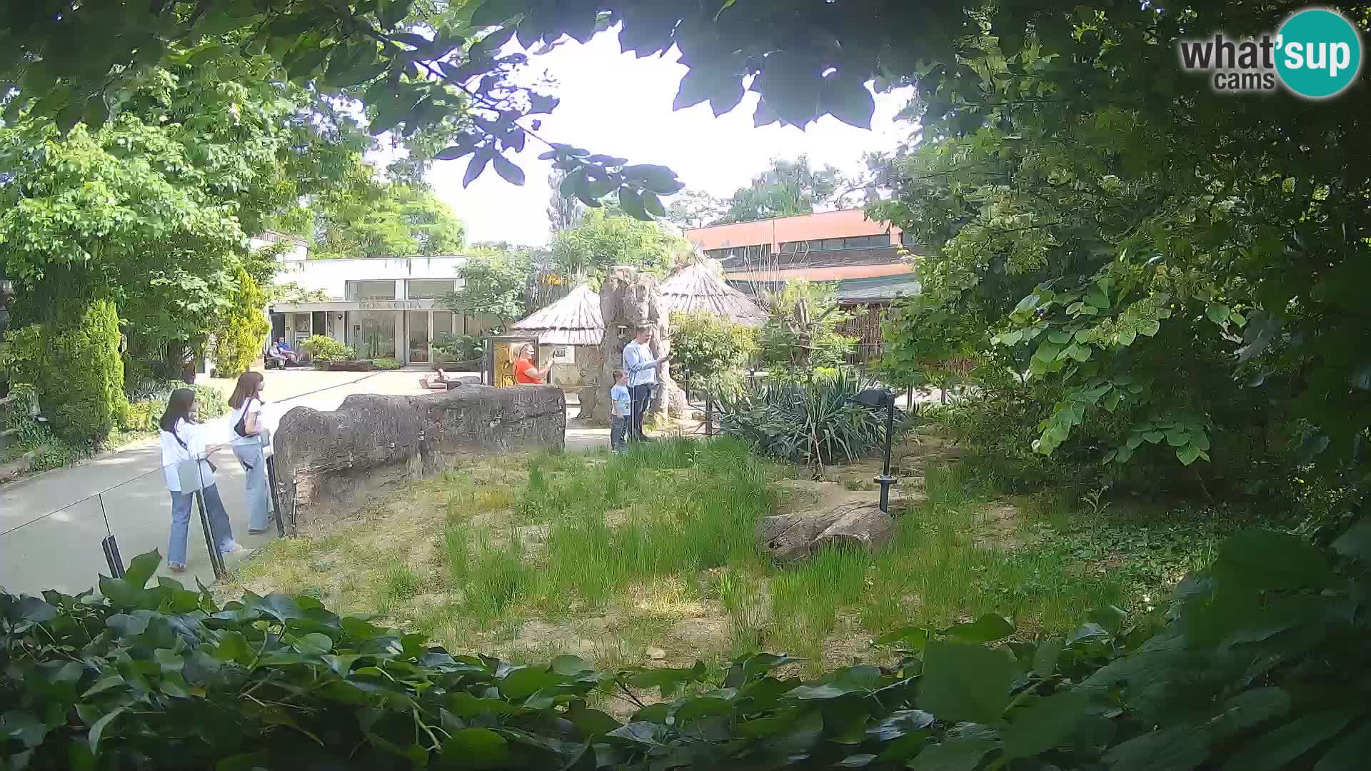 Zoo Zagreb – Surikate