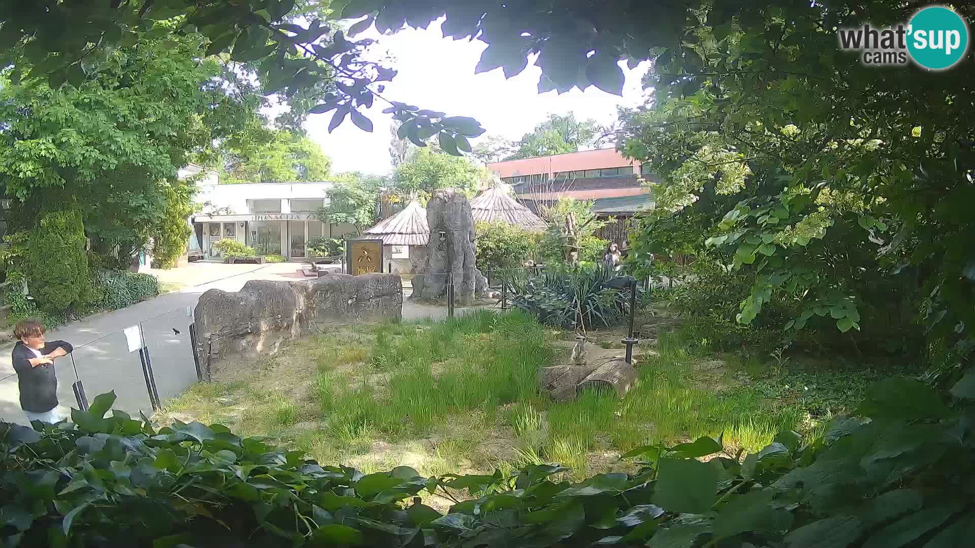 Zoo Zagreb – Surikate