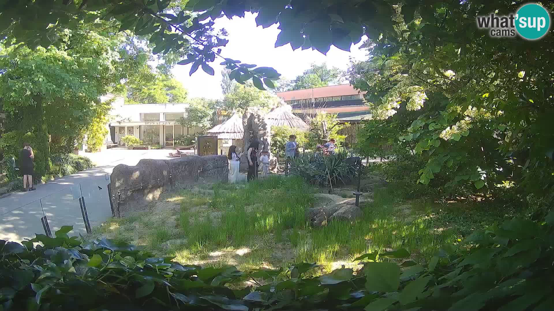 Zoo Zagreb – Suricata