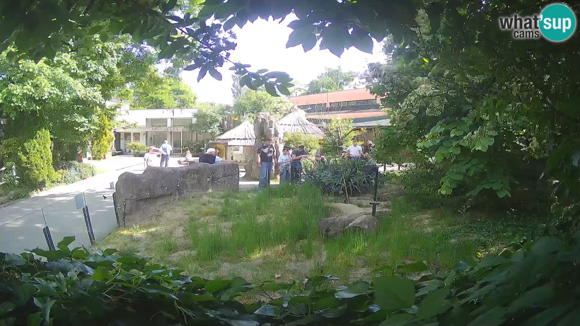 Zoo Zagreb – Suricata