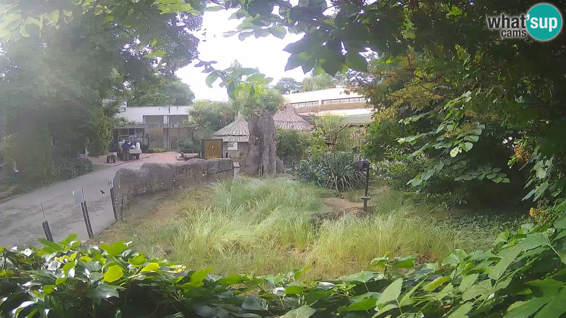 Zoo Zagreb – Suricate