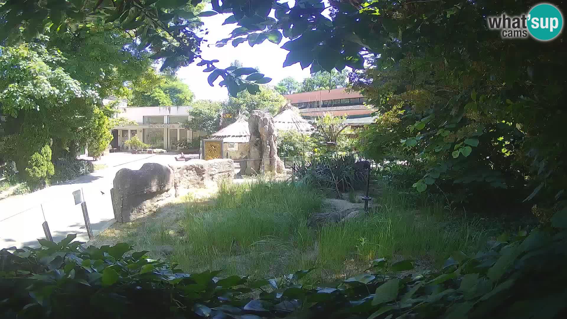 Zoo Zagreb – Suricata