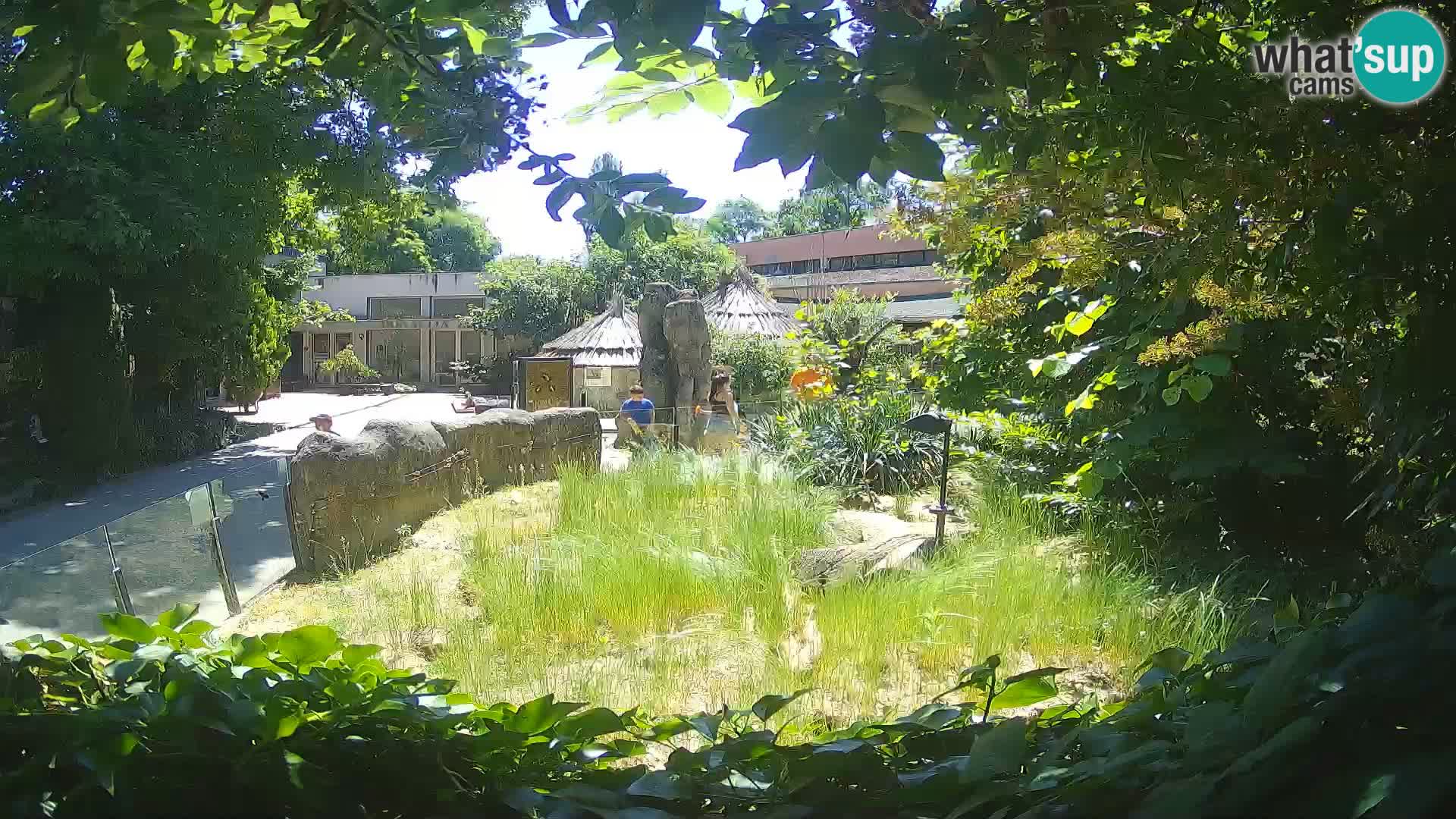 Zoo Zagreb – Meerkat (Suricate)