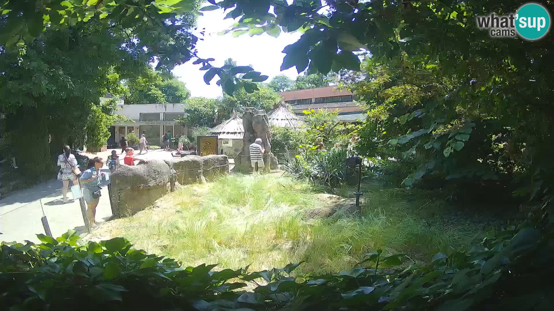 Zoo Zagreb – Merkat
