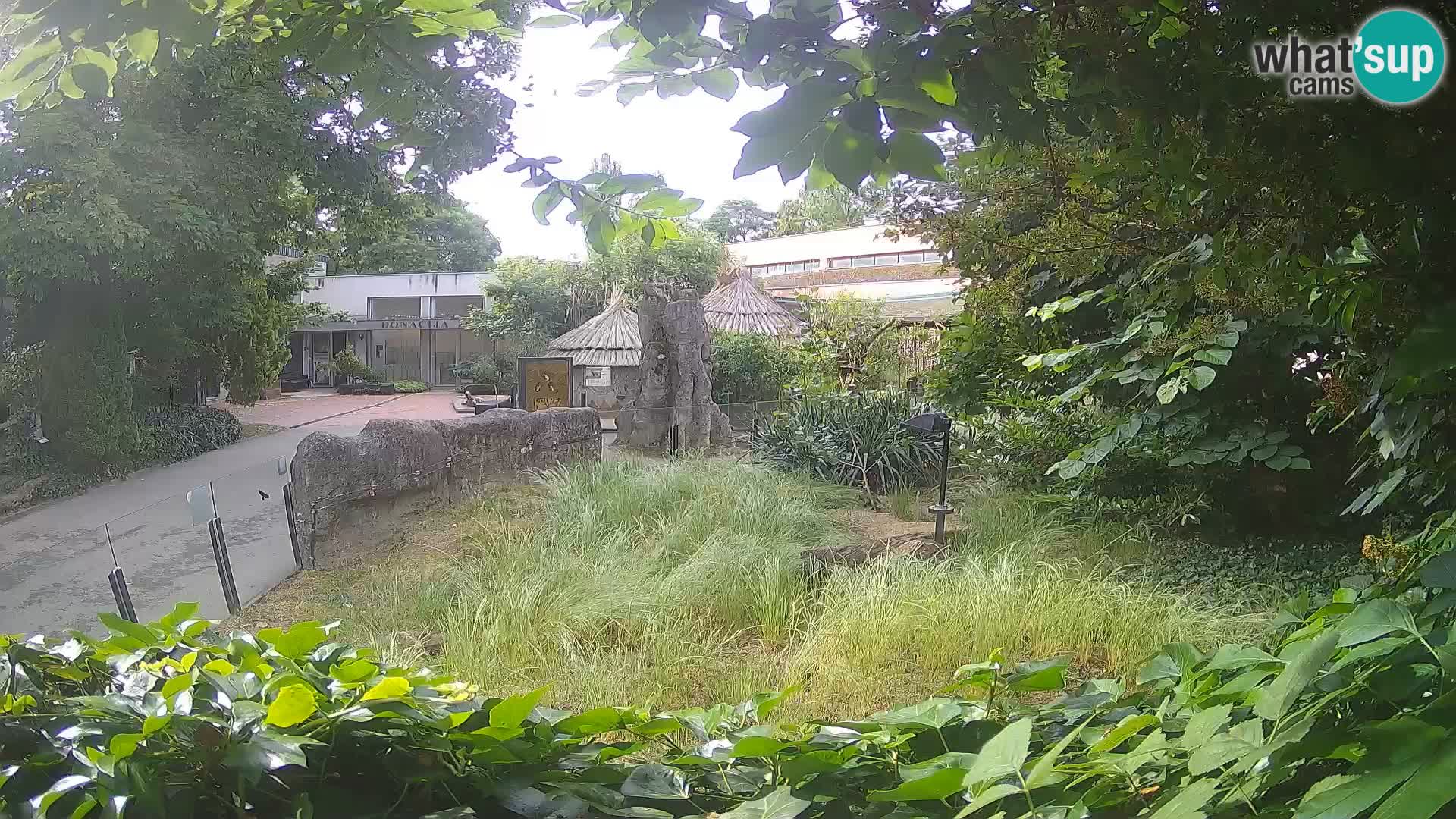 Zoo Zagreb – Suricata