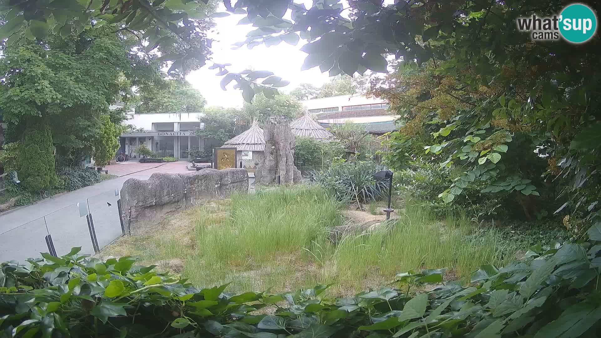 Zoo Zagreb – Merkat