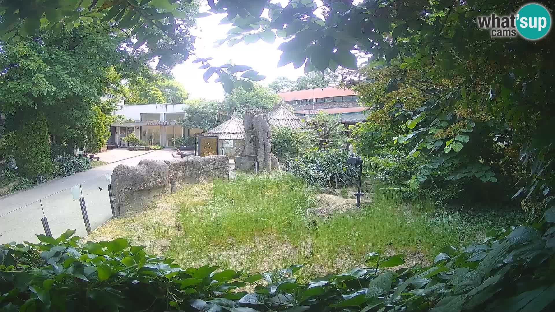 Zoo Zagreb – Suricate