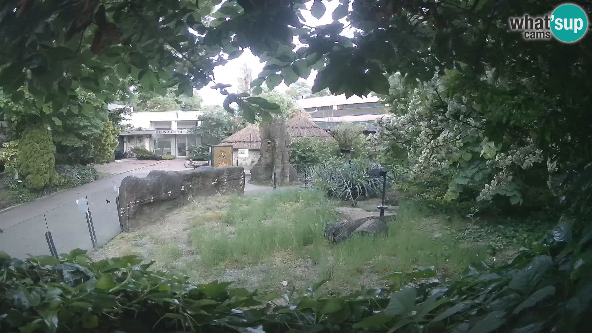 Zoo Zagreb – Merkat