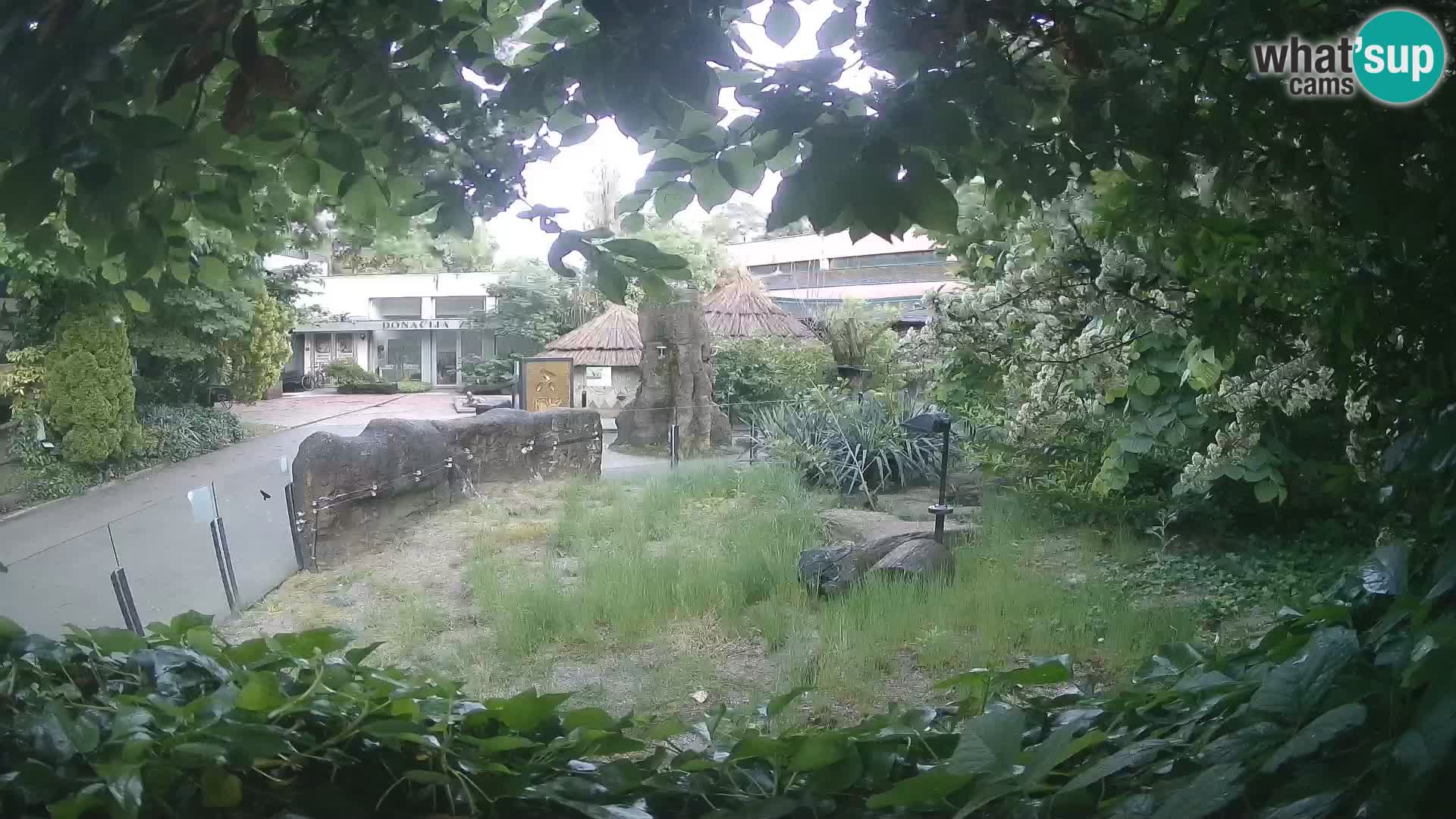 Zoo Zagreb – Suricata