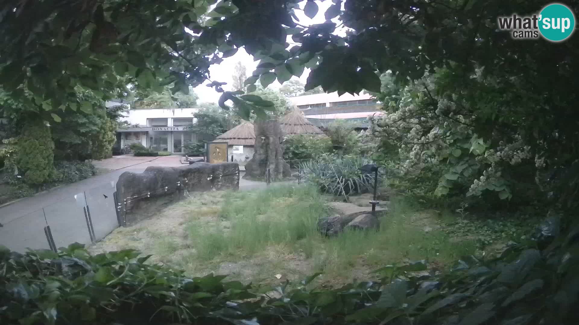 Zoo Zagreb – Merkat