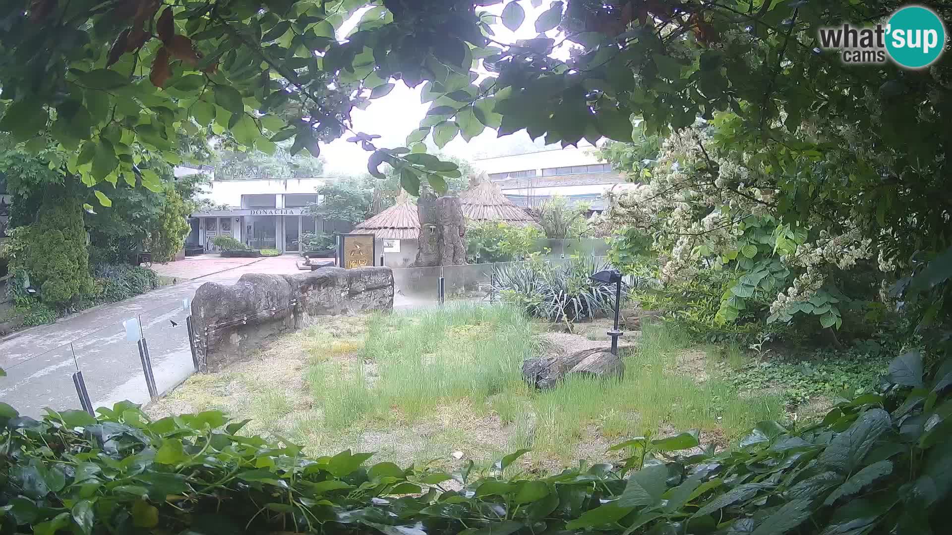 Zoo Zagreb – Suricate