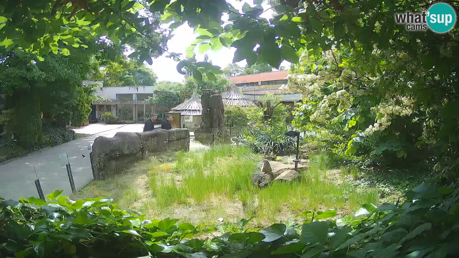 Zoo Zagreb – Surikate