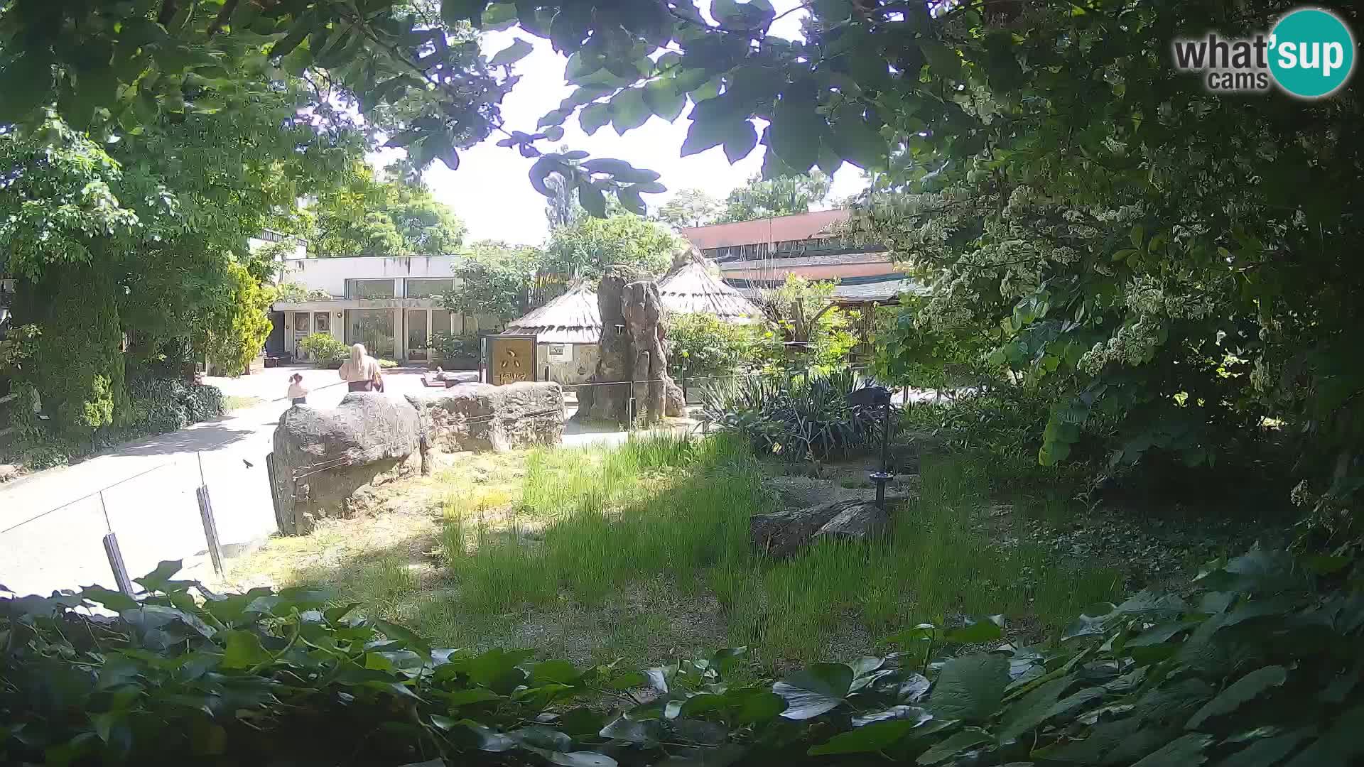 Zoo Zagreb – Suricata